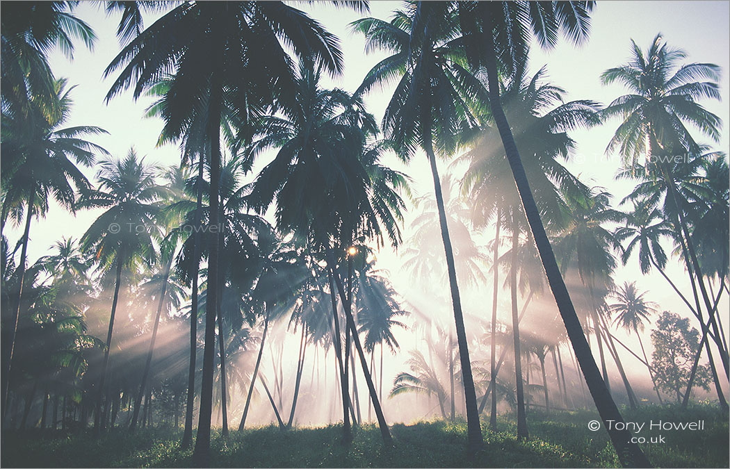 Palm Trees, Koh Samui