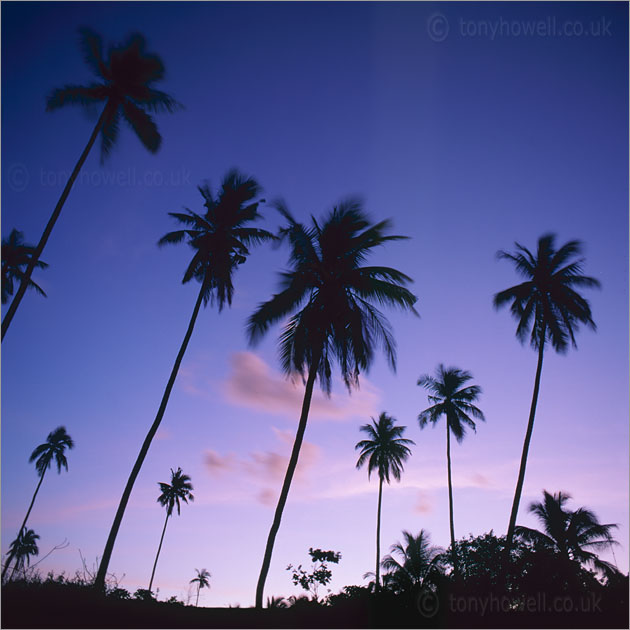 Palm Trees, Dusk