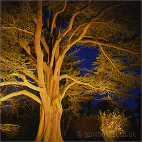 Westonbirt Arboretum -  Cedar, Dusk, Illuminated
