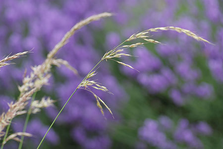 Flower Photography - Grasses