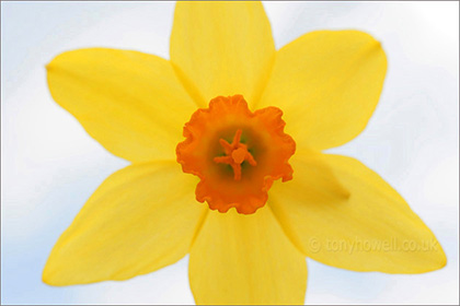 Daffodil close up
