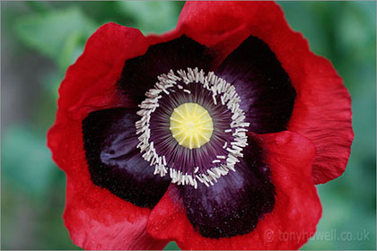 Poppy, red and black