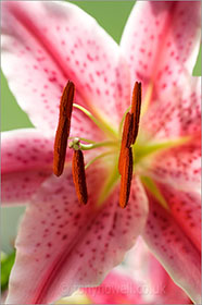 Lily, close up