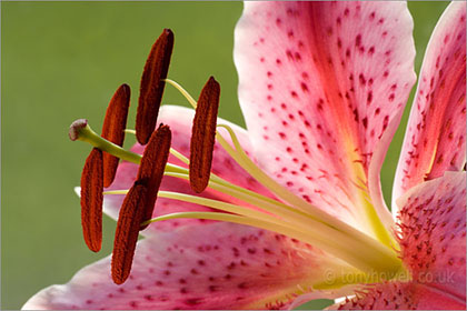 Lily, pink