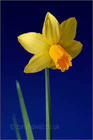 Daffodil on blue