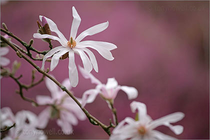 Magnolia xloebneri 'Leonard Messel'