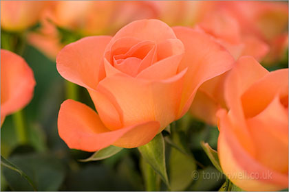 Rose, orange