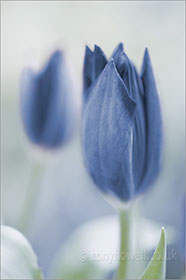 Tulips, blue