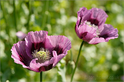 Poppy, purple