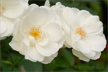 Roses, white