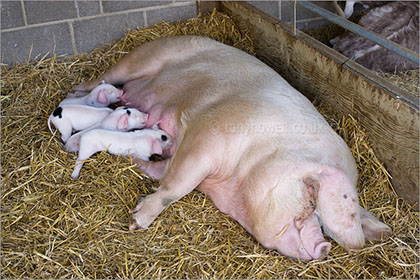 Piglets and Sow