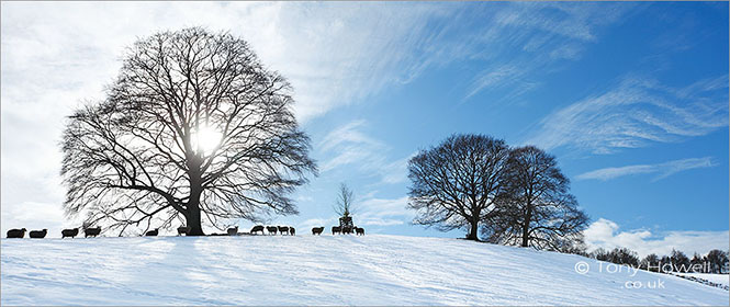 Trees, Sheep, Snow, Cotswolds
