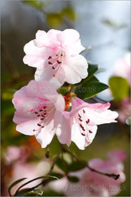 Rhododendron, pale pink