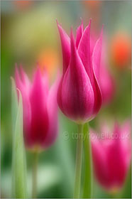 Tulips, soft