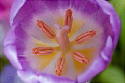 Tulip, close up 