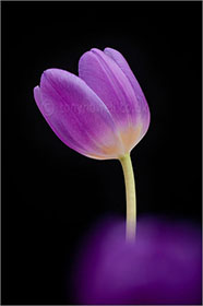 Tulip, purple