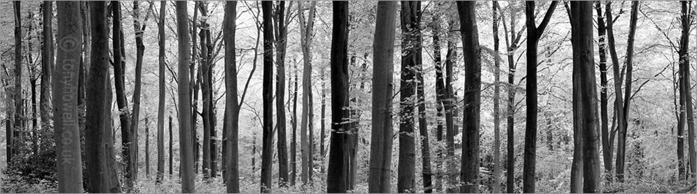 Beech Trees, Autumn, West Woods, Wiltshire