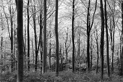 Beech Trees, Autumn, West Woods, Wiltshire