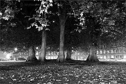 London Plane Trees, The Circus, Bath, Night 