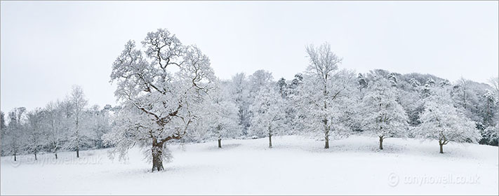 Oak Trees
