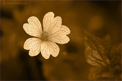 Sepia flower photos