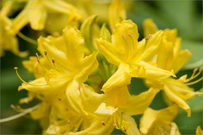 Rhododendron, yellow