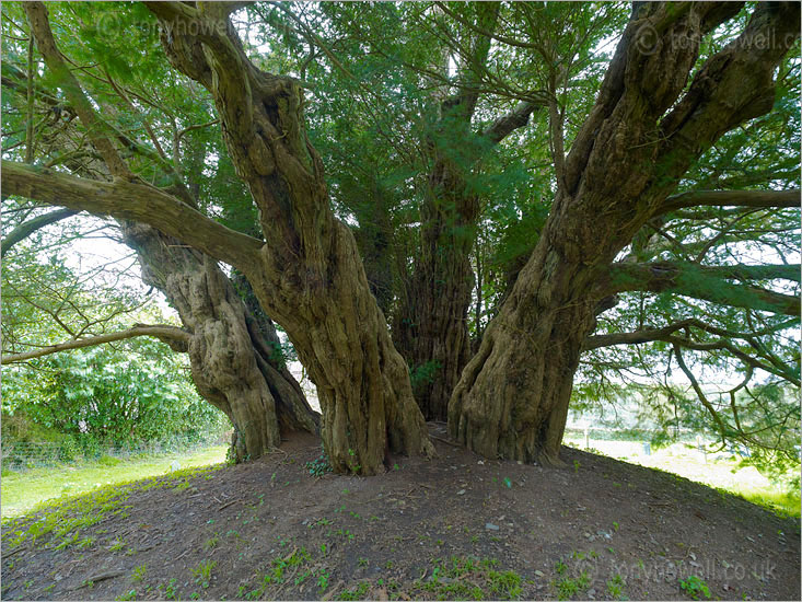Ashbrittle Yew Tree, 3,000 years old