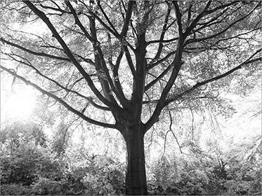 Beech Trees Black and White