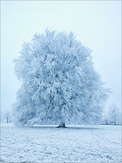 Beech Tree, Snow, Clifton Downs