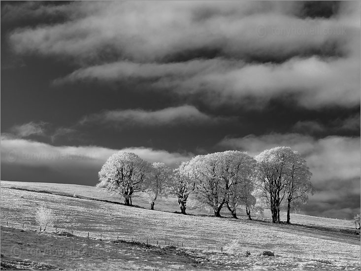 Beech Trees, Frost and Snow