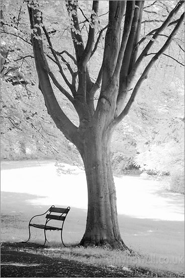 Bench, Beech Tree (Infrared Camera, turns foliage white)