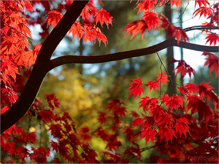 Japanese Maple, Acer palmatum, Yasemin