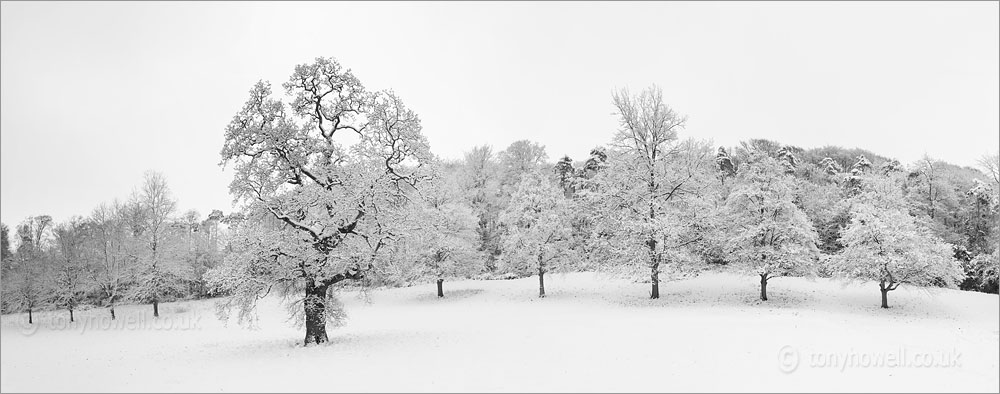 Oak Trees in Snow