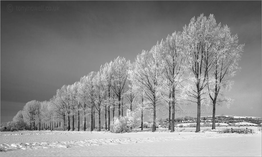 Poplar Trees, Hoar Frost, Snow