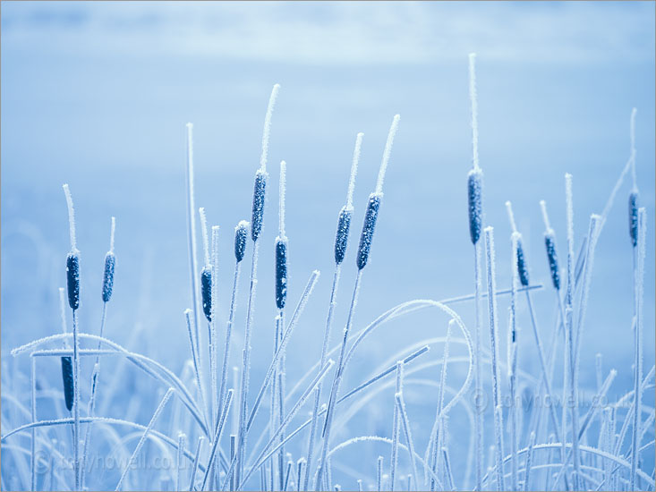 Reeds, Frost