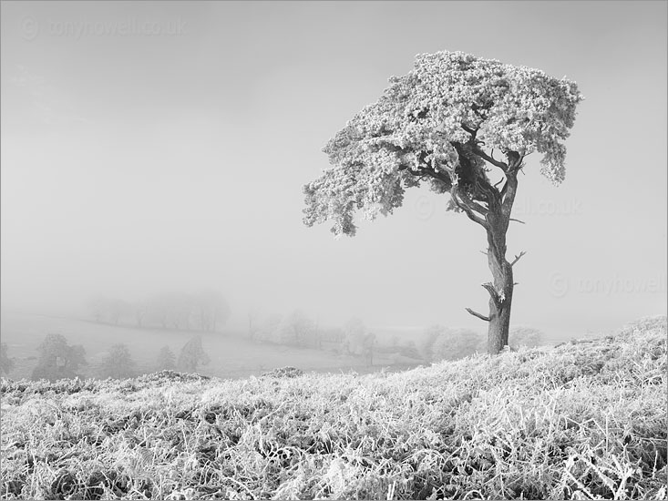 Scots Pine Tree, Snow