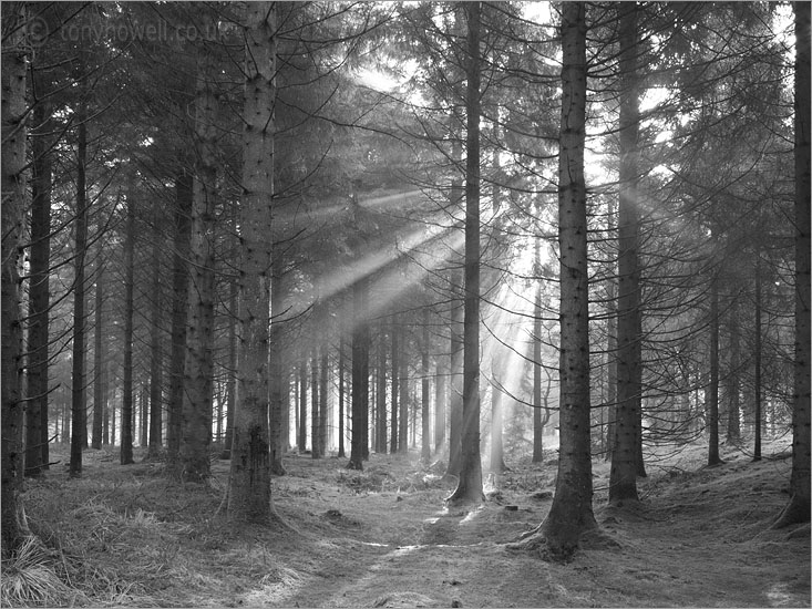 Sunrays through Mist, Pine Trees