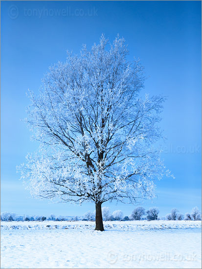 Tree, Hoar Frost, Snow