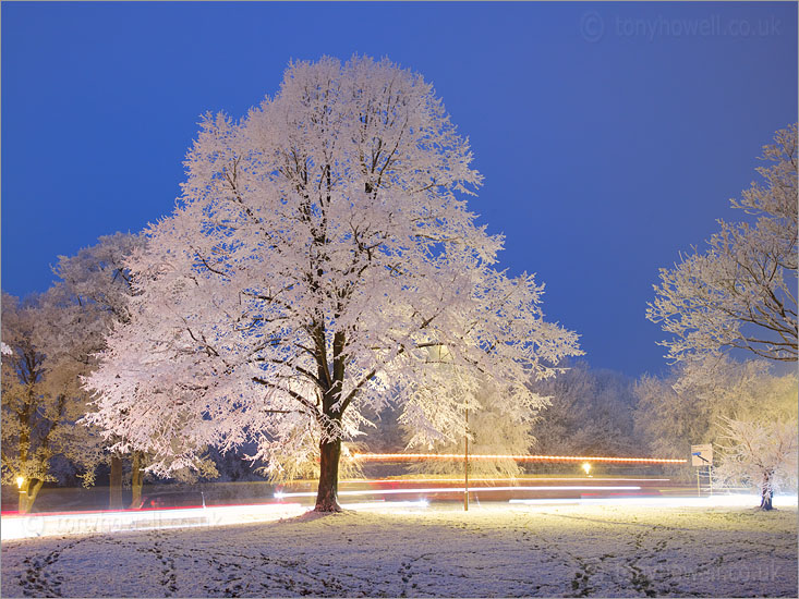 Tree, Snow, Traffic Trails, Clifton Down