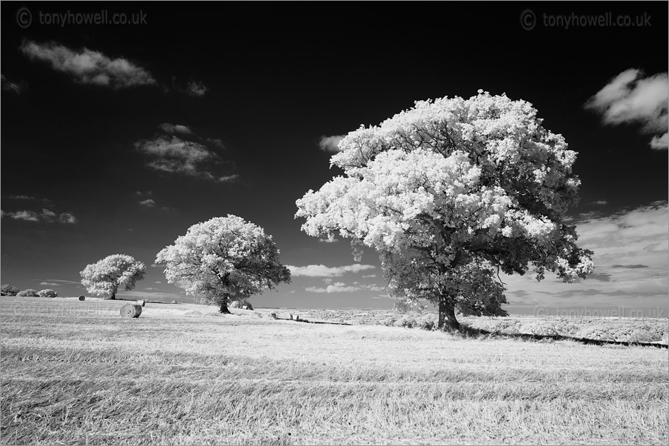 Trees near North Curry (Infrared Camera, turns foliage white)