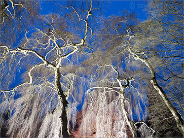 Weeping Birch Trees