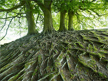 Beech Tree Roots