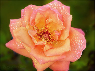 Rose with raindrops