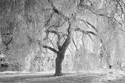 Weeping Willow Tree infrared