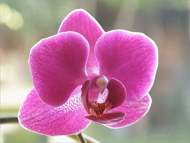 Orchid phalaenopsis hybrid
