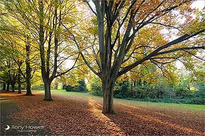 Beech Trees, Autumn