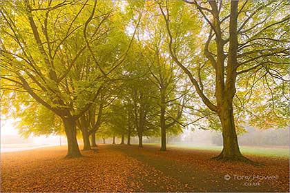 Beech-Trees-Autumn-Mist-Clifton-AR572