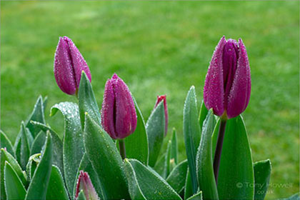Tulips-Pink