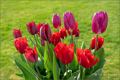 Tulips-Red-Magenta