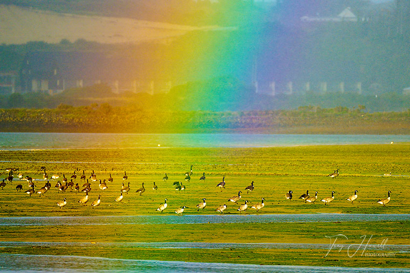 Canada Geese, Rainbow, Hayle